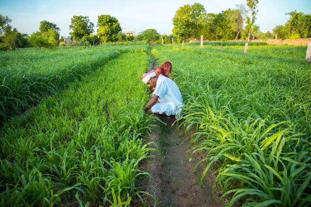 Guar Gum: Rajasthan Monsoon Vordering en die H1-tot-H2-oorgang vir olieveld- en voedselkopers