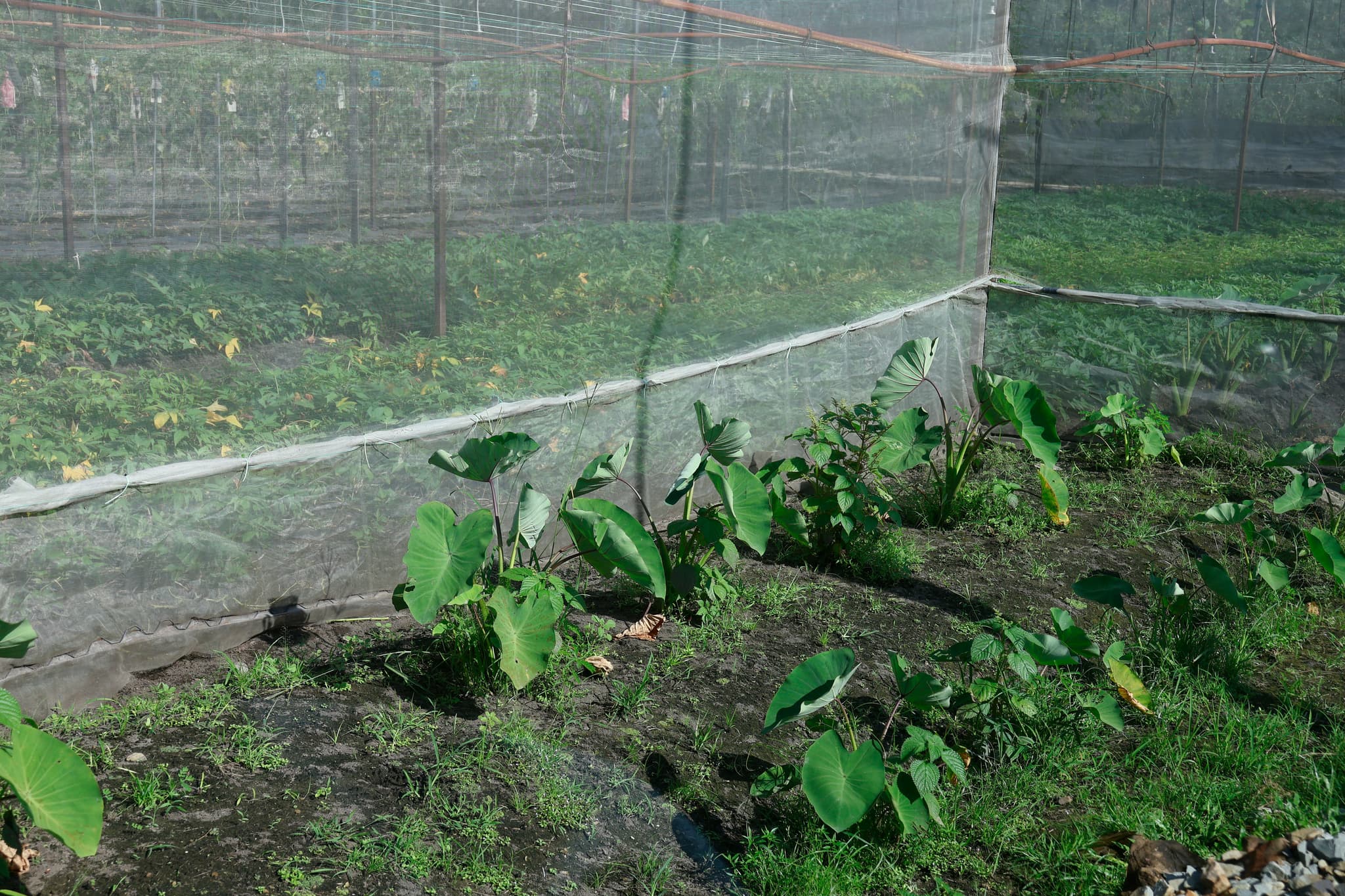 Crop Protection: Long Son Petrochemicals (Vietnam)