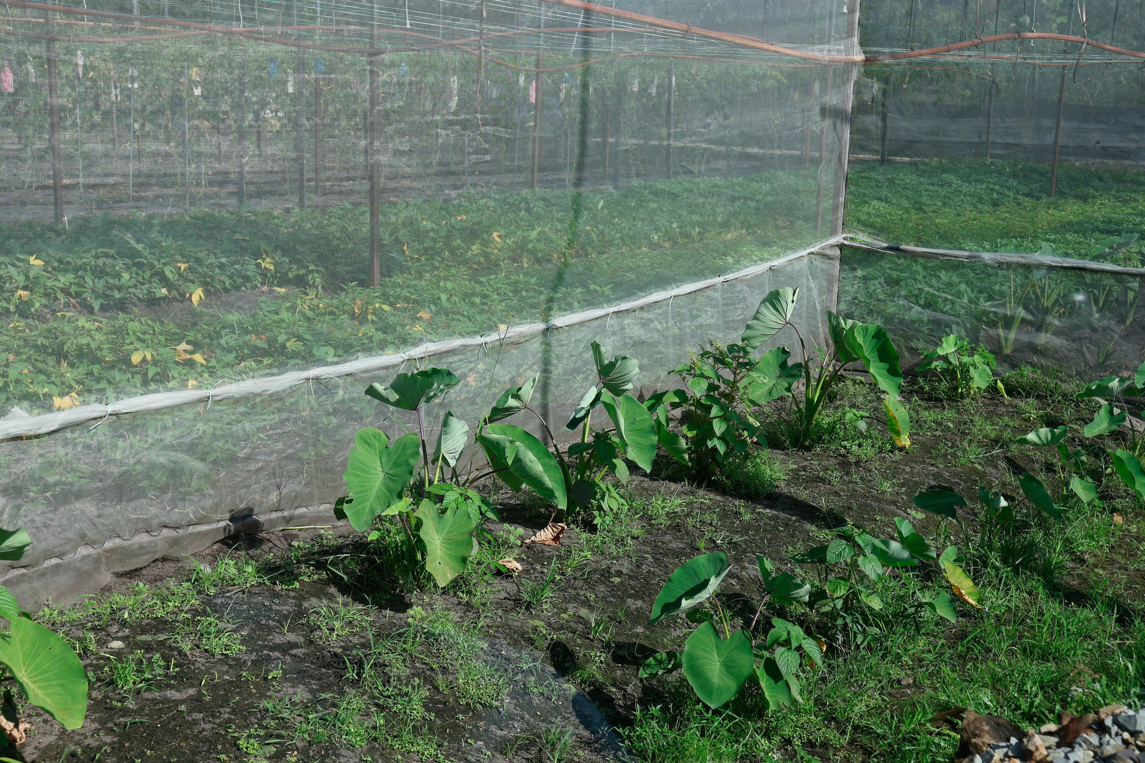 Crop Protection: Long Son Petrochemicals (Vietnam)