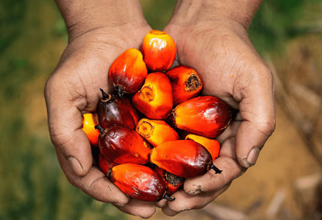 The Increase in Latin American Palm Oil Exports