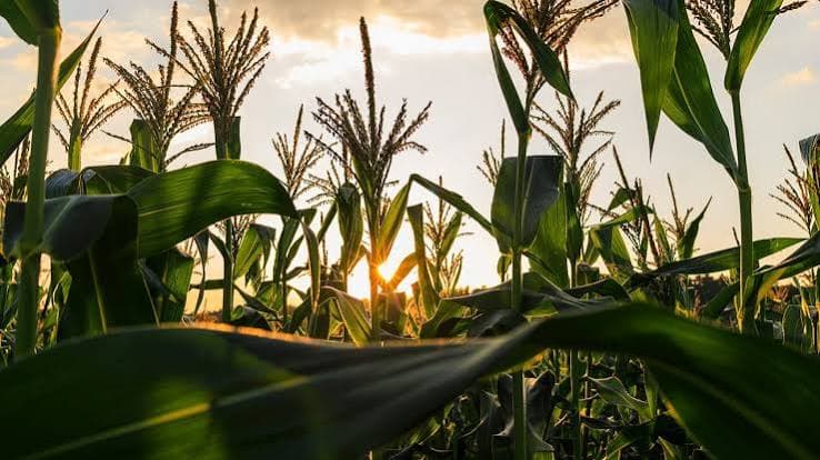 Mieliestysel: Amerikaanse gewasbestuiwing voltooi - USDA Week 26 Resultate en wat dit beteken